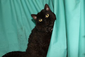 Wiltshire & District Cat Club Show 2009 Pictures by Paul Marshall